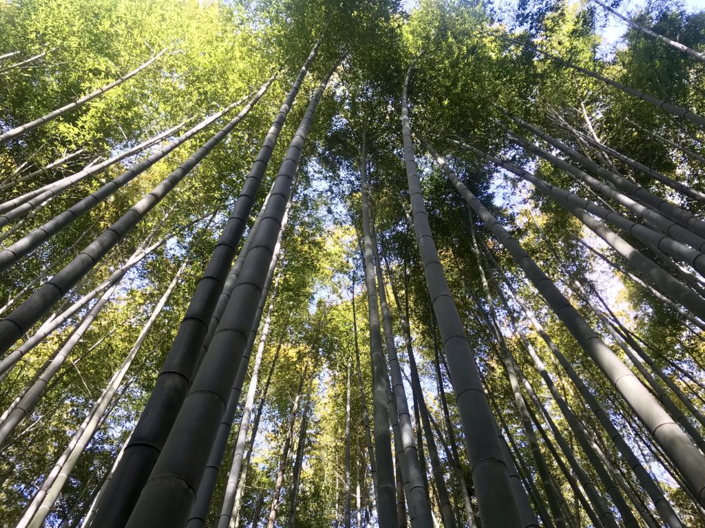 Kyoto Bamboo Groves