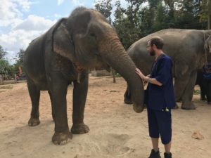 Elephants in Thailand