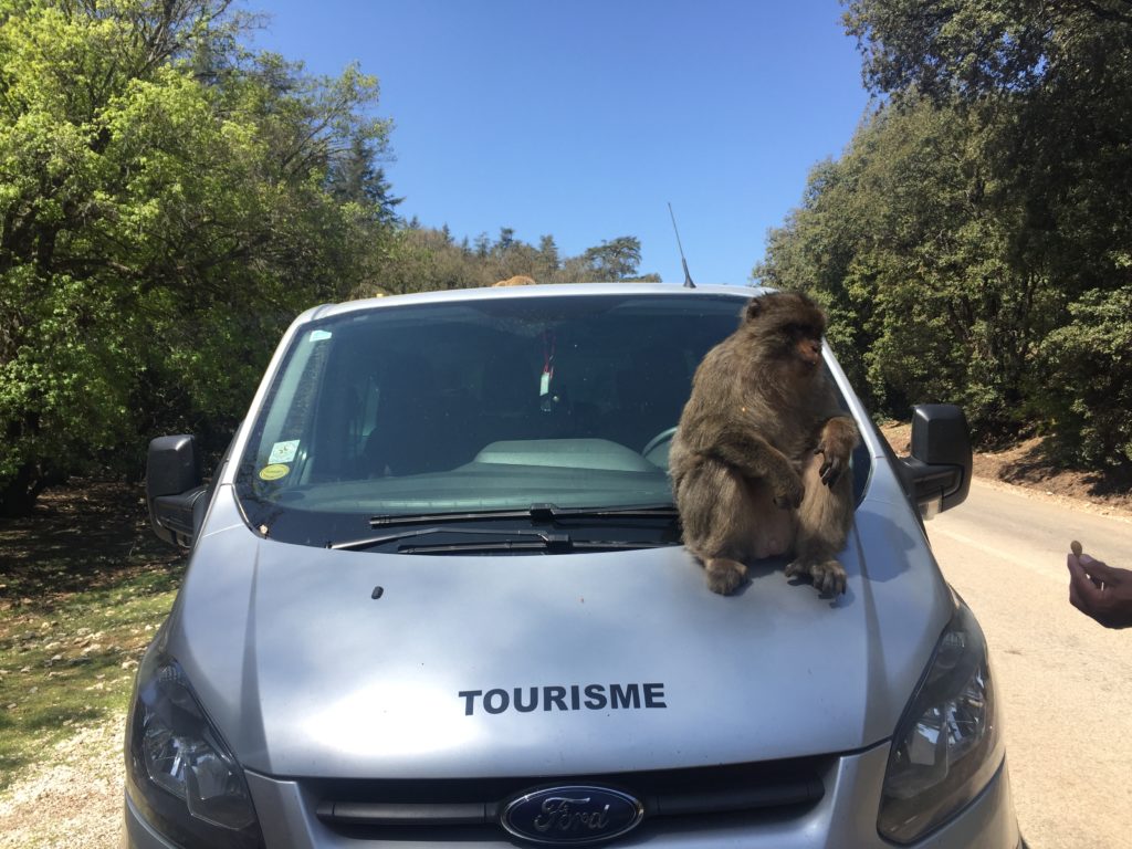Monkey in Morocco