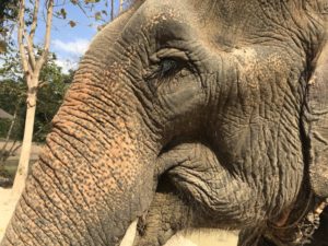 Elephants of Maerim Elephant Sanctuary