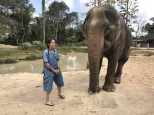 Elephants of Maerim Elephant Sanctuary