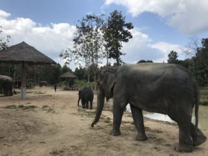 Elephants of Maerim Elephant Sanctuary