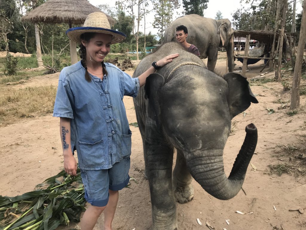 Elephants of Maerim Elephant Sanctuary