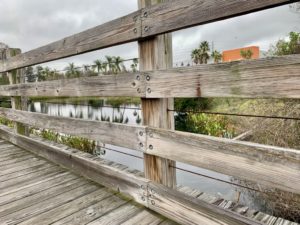 Alligators in Florida